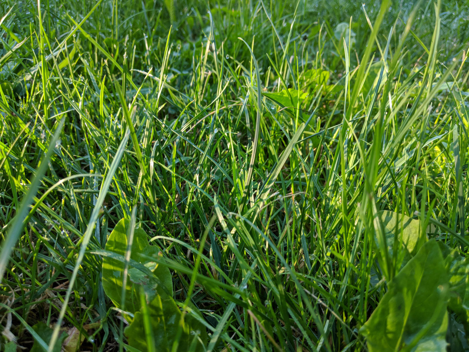 Green Grass in Sun