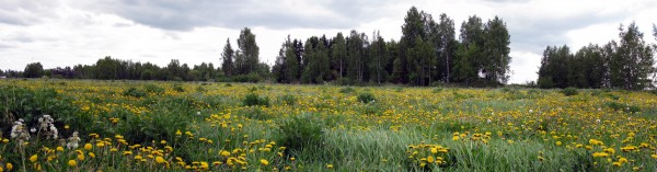 Flower Panorama A field of flowers outside the Stundars Museum