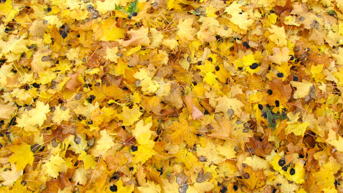Yellow fall leaves on the ground in Albion, Michigan